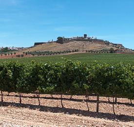 Vineyard Overlooking Estremoz