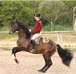 Escola Portuguesa da Arte Equestre